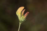 Bird's-foot trefoil